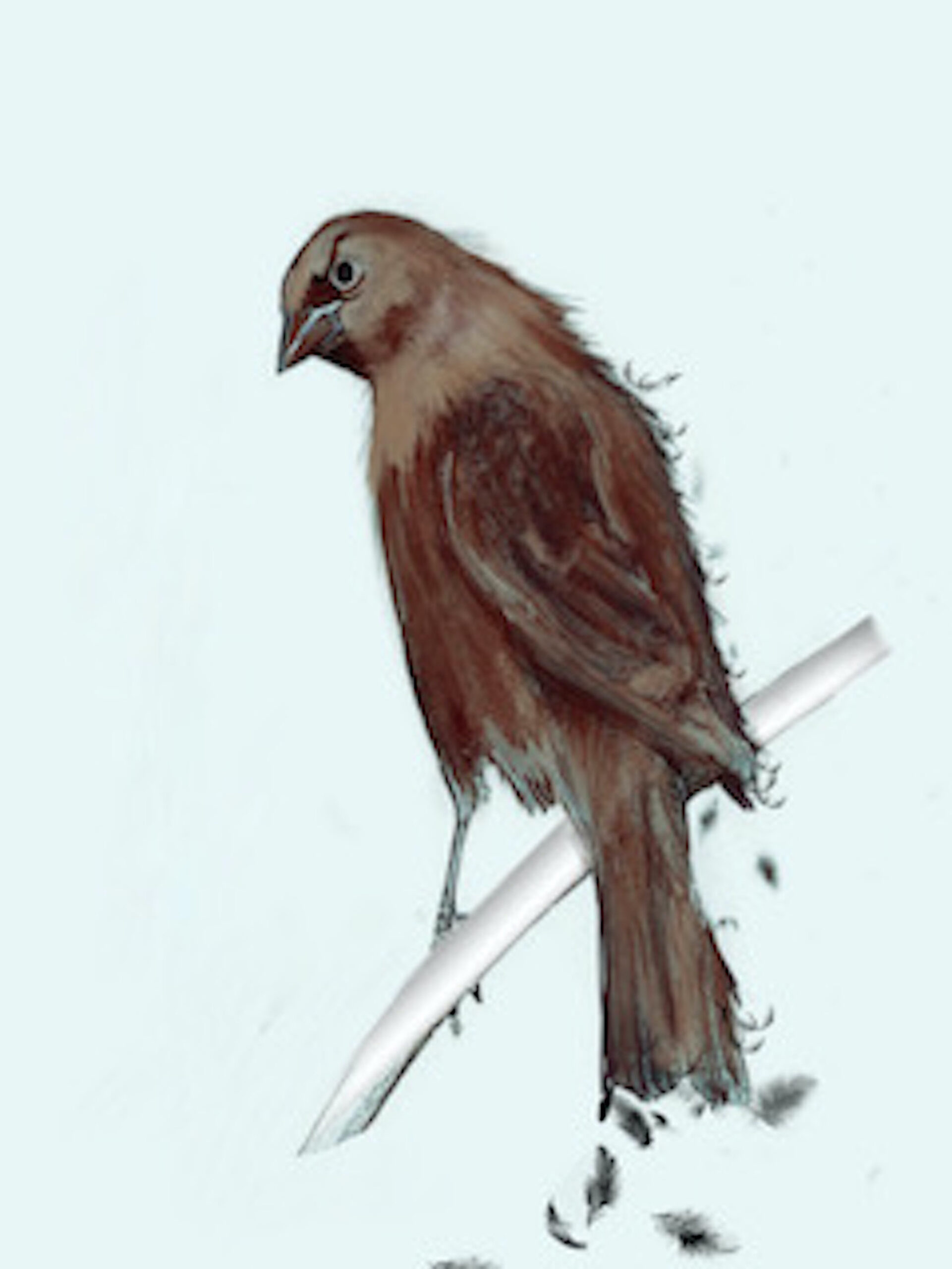 Bird Fiction Robin Carpenter